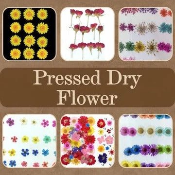 Pressed Dry Flower