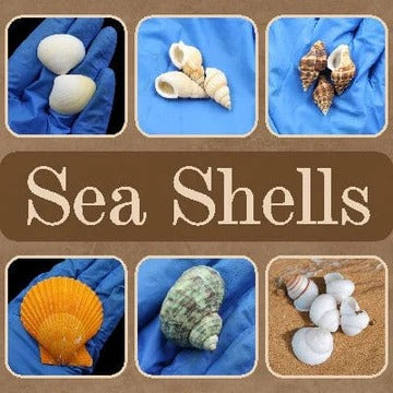 Sea Shells