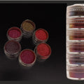 6 Shade Chameleon Pearl Mica Powder Cn005