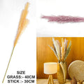 Pink Father Pampas Grass