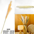 Off White Father Pampas Grass