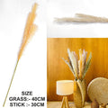 L.Cream Father Pampas Grass