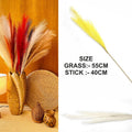 Off White Plain Pampas Grass