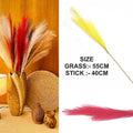 Red Plain Pampas Grass