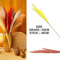 Orange Plain Pampas Grass