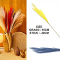 Blue Plain Pampas Grass