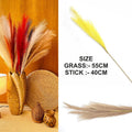 Brown Plain Pampas Grass