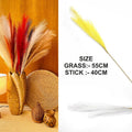 White Plain Pampas Grass