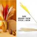 Ivory Plain Pampas Grass