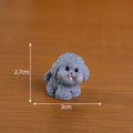Bichon Frize Puppy Miniature