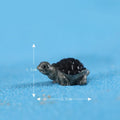 Black Two Color Baby Turtle Miniature