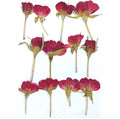12 In 1 Red Rose Pressed Flower