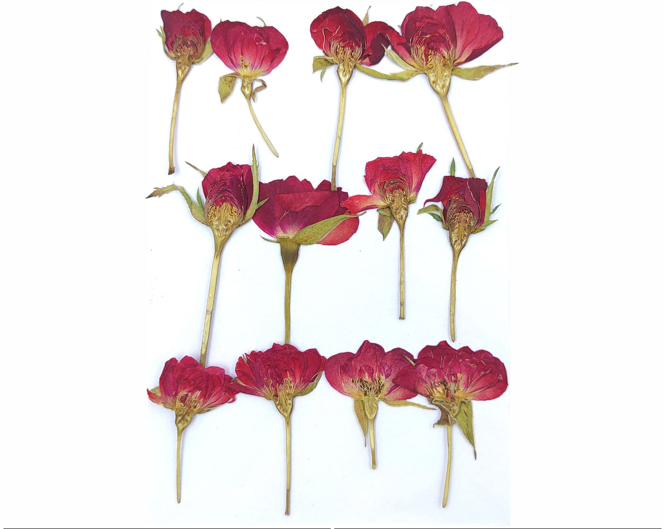 12 In 1 Red Rose Pressed Flower