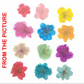 12 In 1 Multi Cherry Blossoms Pressed Flower