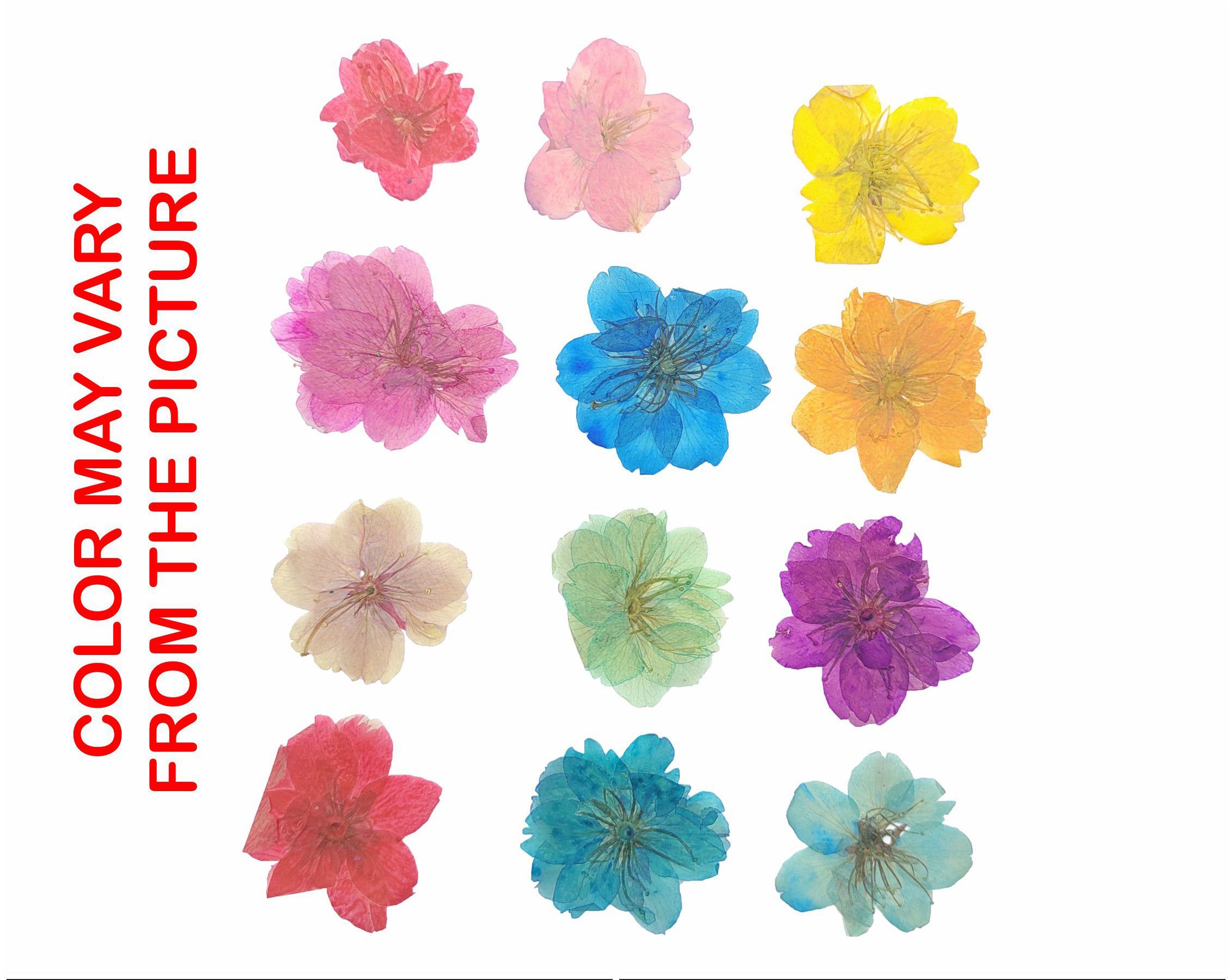 12 In 1 Multi Cherry Blossoms Pressed Flower