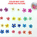 Multi Plum Blossom Pressed Flower