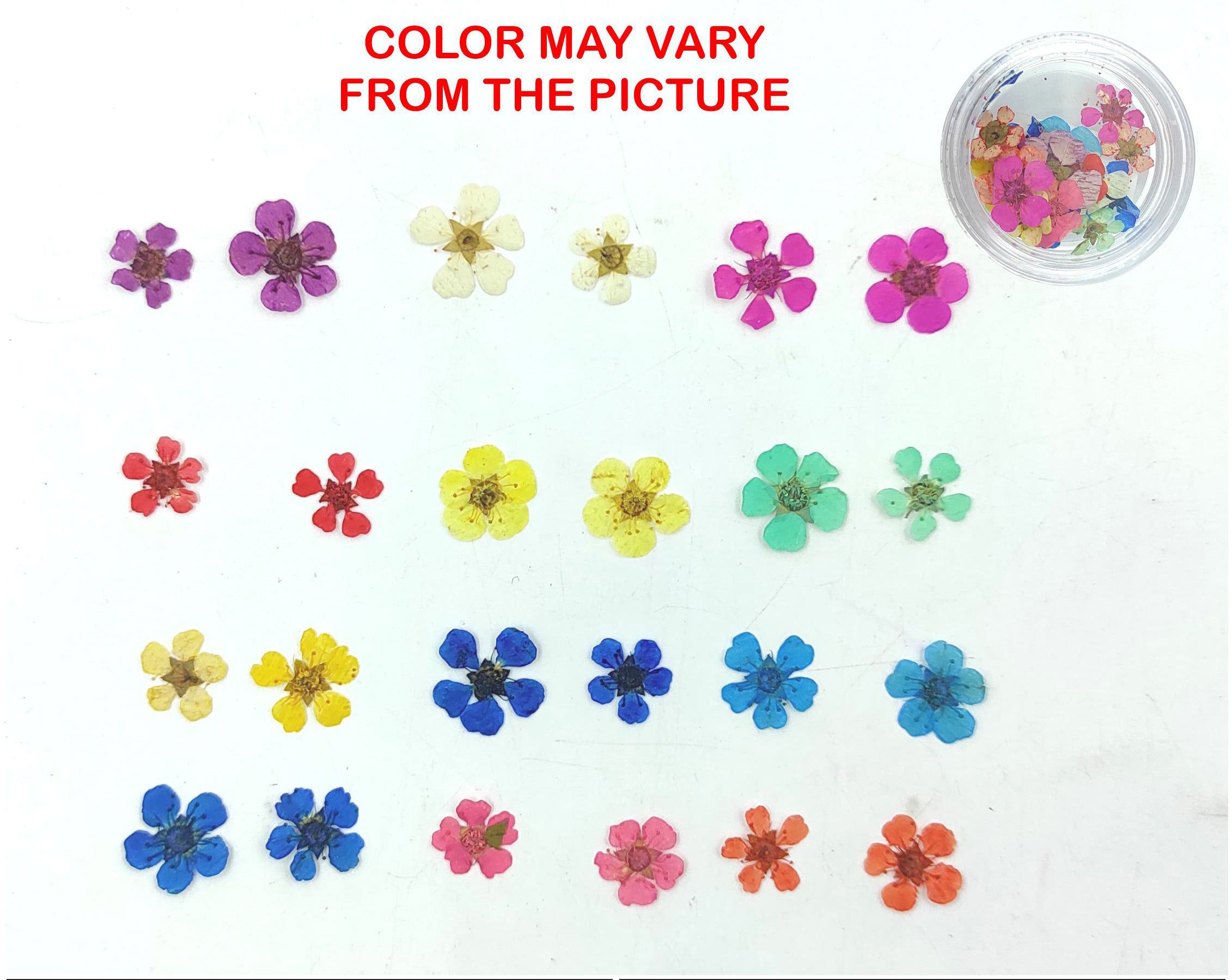 Multi Plum Blossom Pressed Flower