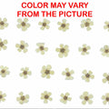Cream Plum Blossom Pressed Flower