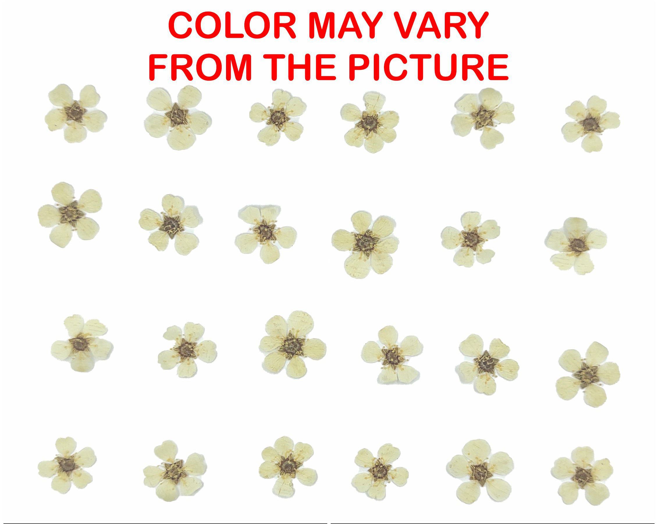 Cream Plum Blossom Pressed Flower