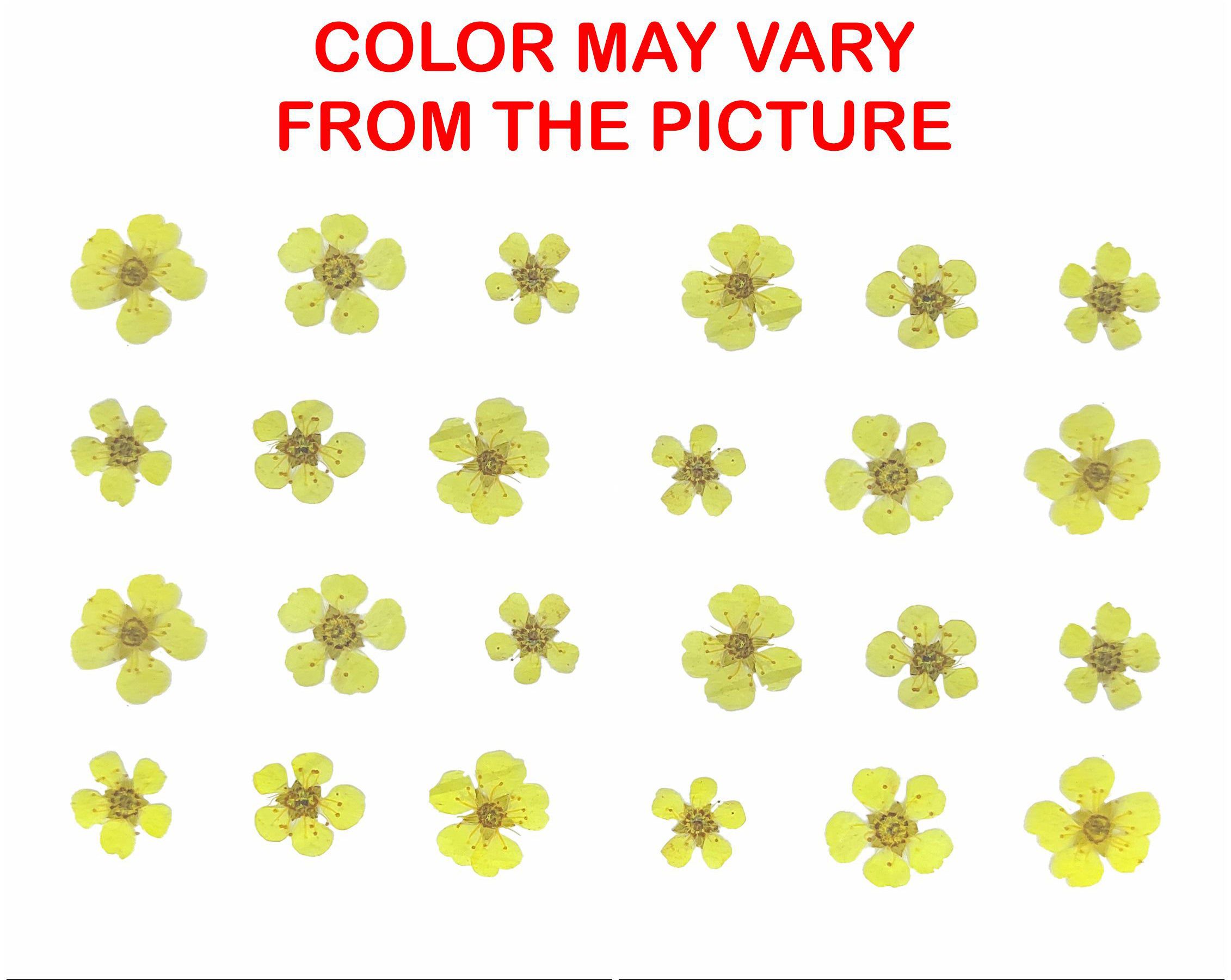 Yellow Plum Blossom Pressed Flower