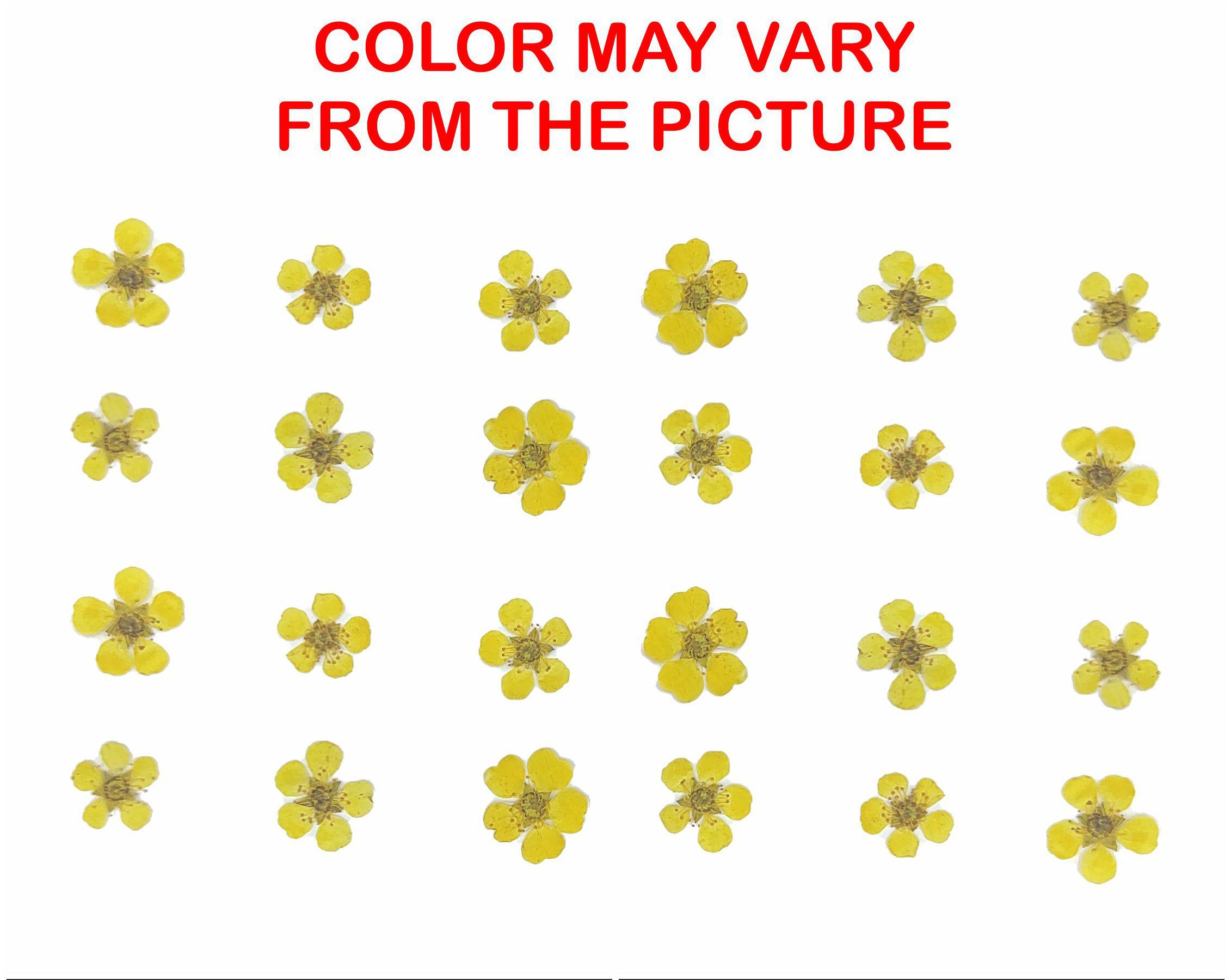G.Yellow Plum Blossom Pressed Flower