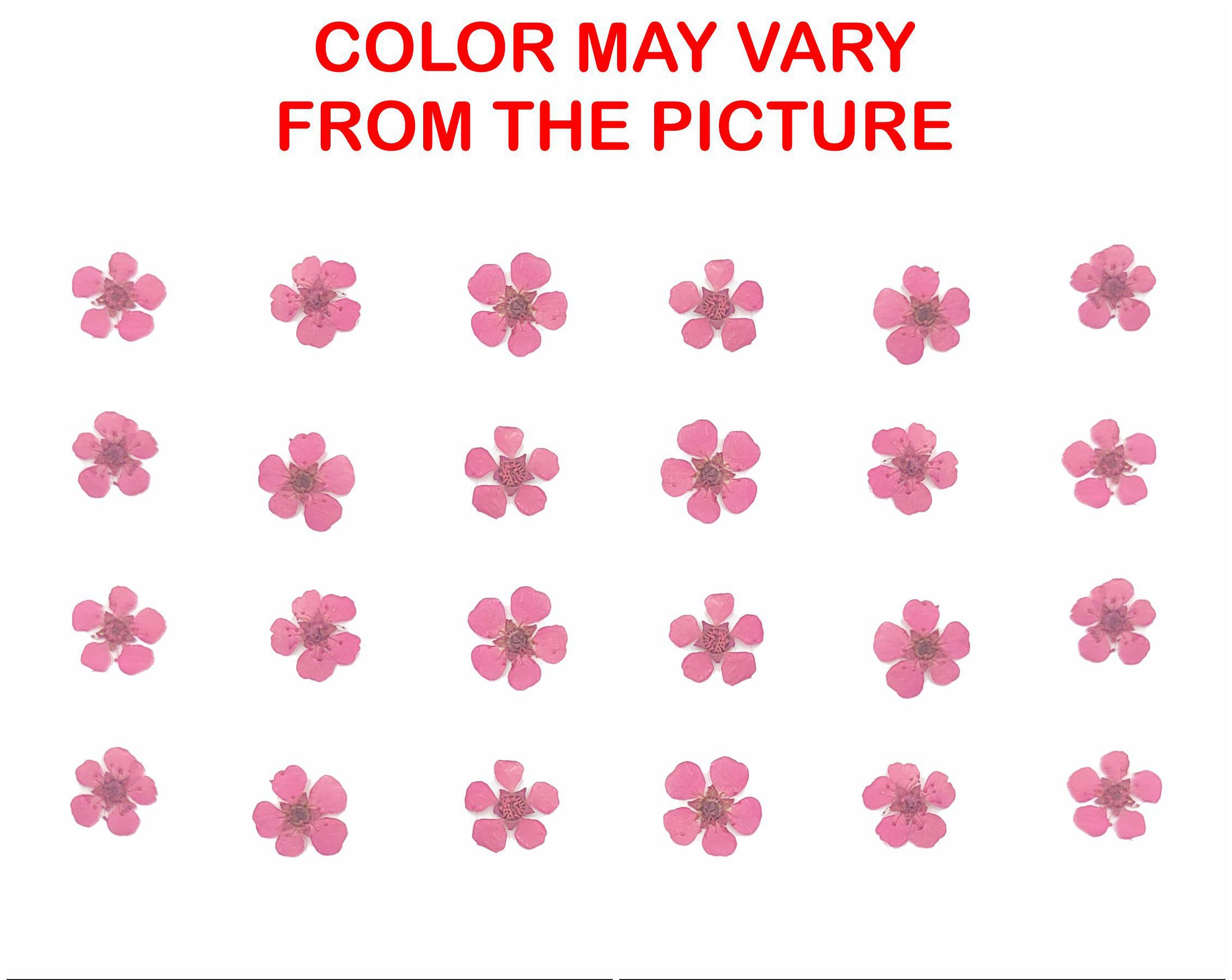 D.Pink Plum Blossom Pressed Flower