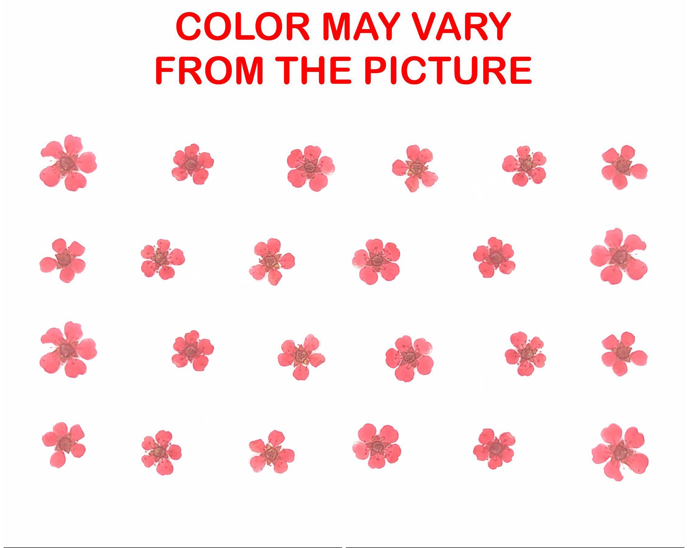 Red Plum Blossom Pressed Flower