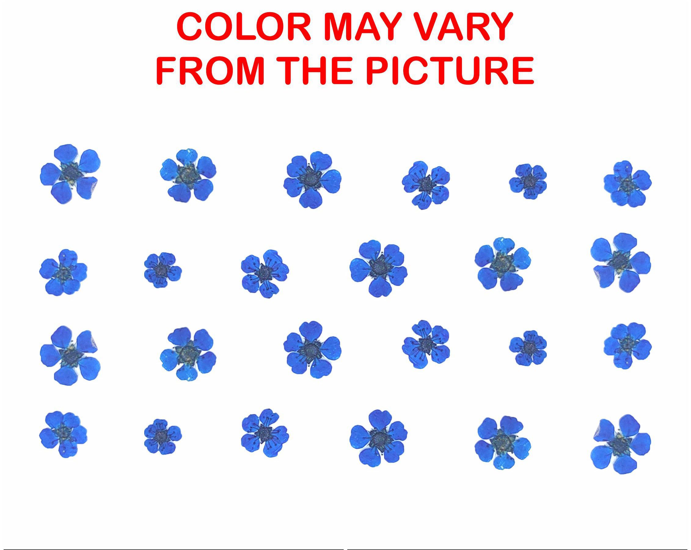 D.Blue Plum Blossom Pressed Flower