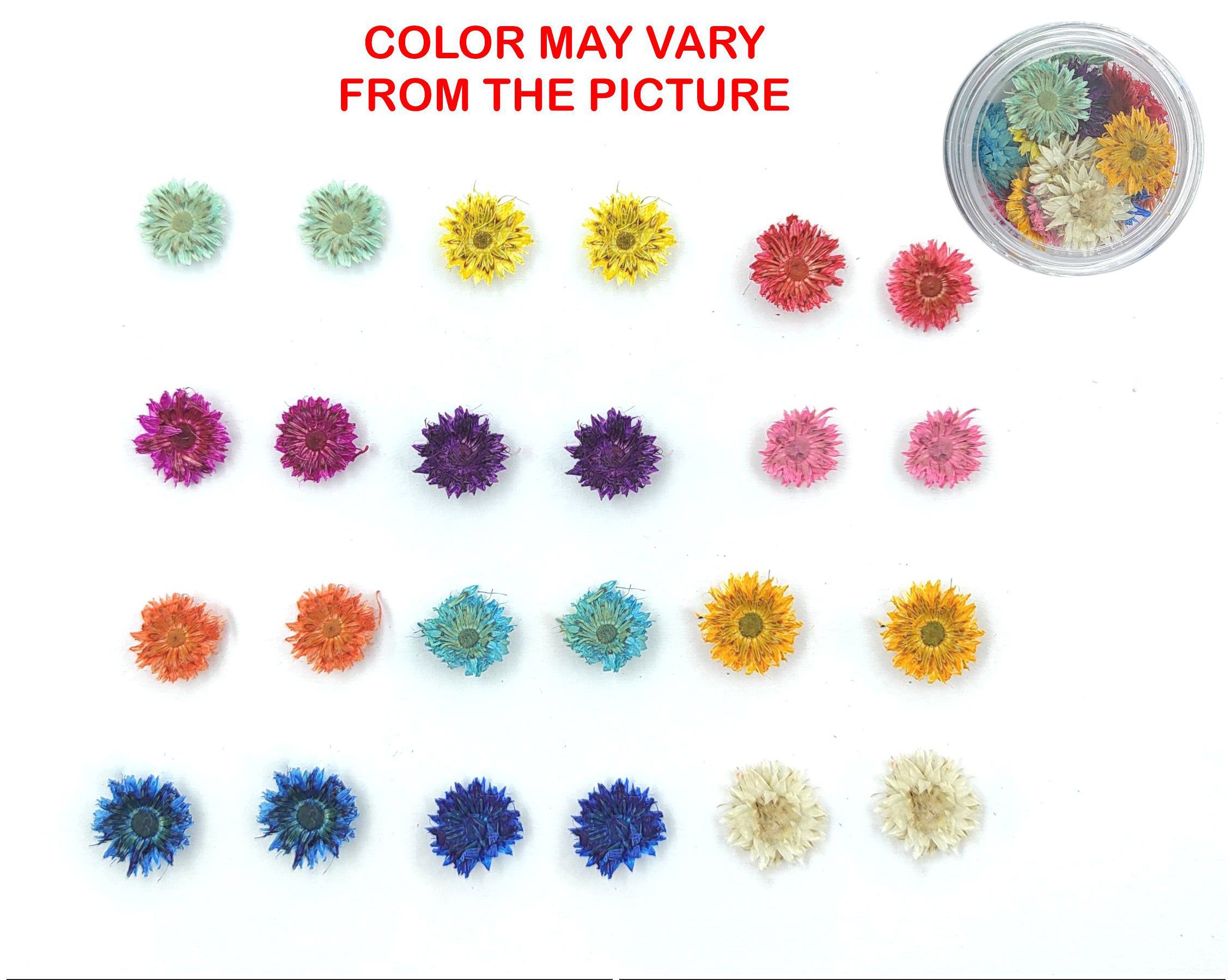 Mini Mix Dried Sun Flower