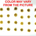 Mini Yellow Dried Sun Flower