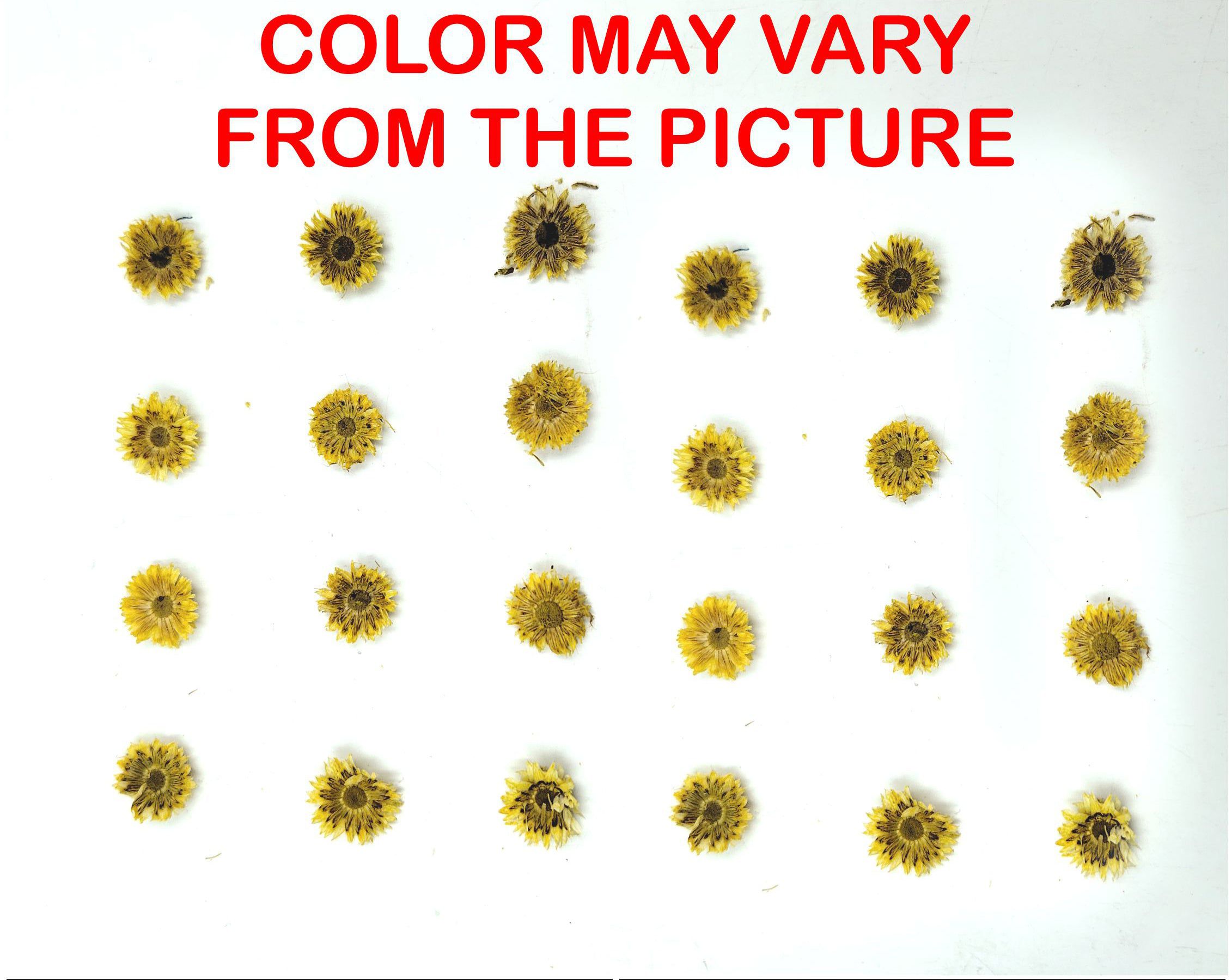 Mini Yellow Dried Sun Flower