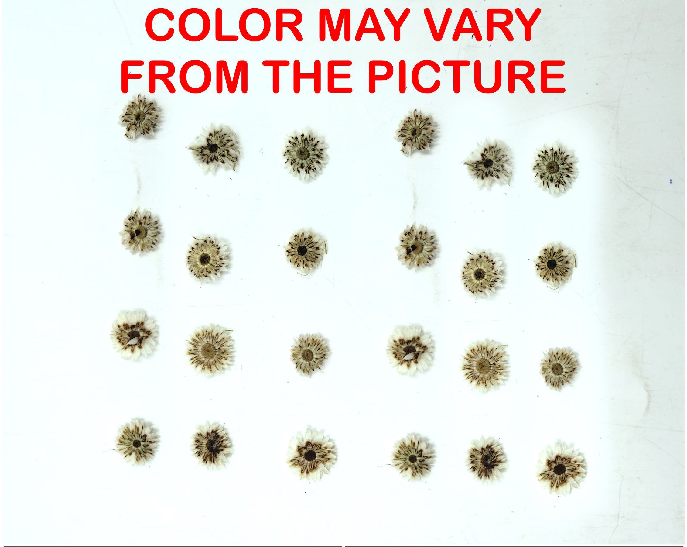 Mini White Dried Sun Flower