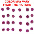 Mini Magenta Dried Sun Flower