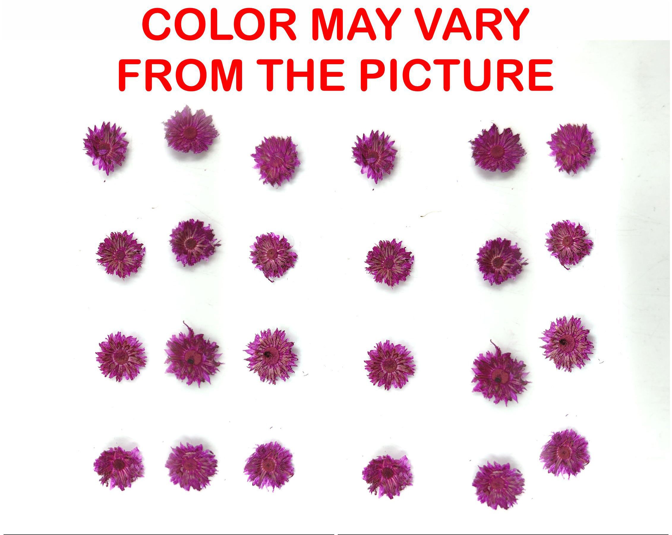 Mini Magenta Dried Sun Flower