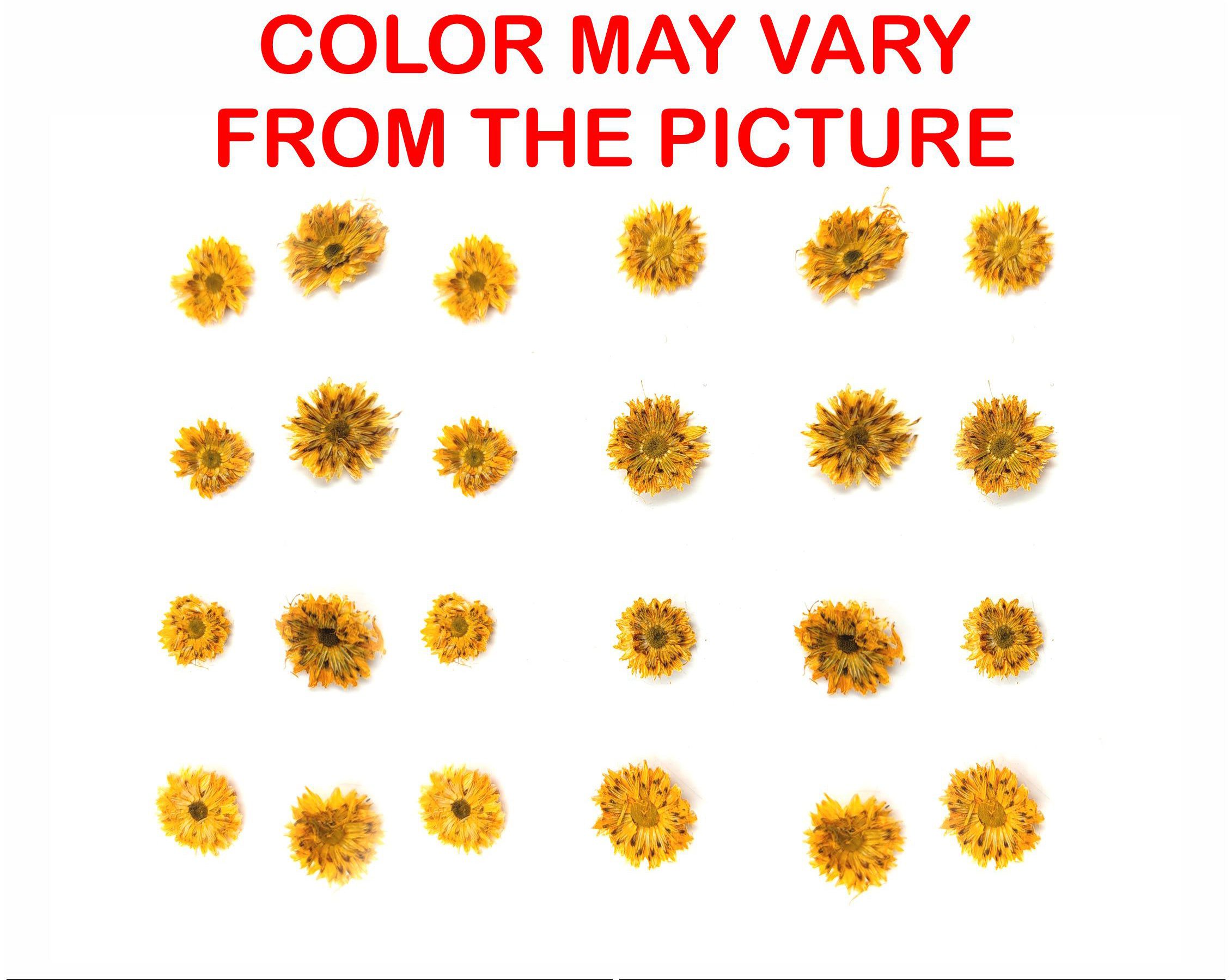 Mini Golden Yellow Dried Sun Flower