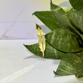 Fancy Feather Acrylic Mirror
