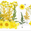 10 In 1 Pressed Flowers Fl003