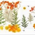 10 In 1 Pressed Flowers Fl004