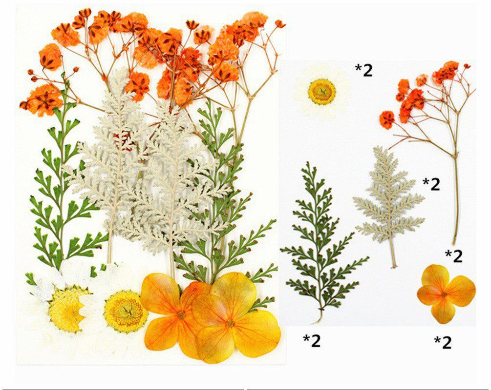 10 In 1 Pressed Flowers Fl004