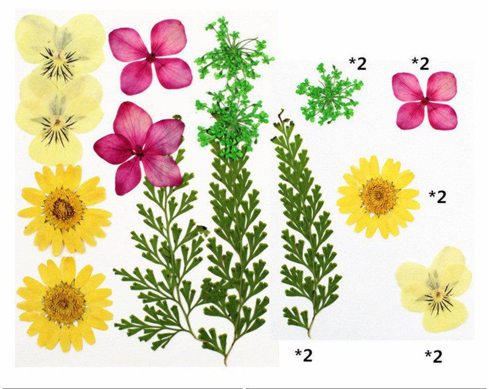 10 In 1 Pressed Flowers Fl009