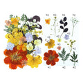 25 In 1 Pressed Flowers FL011