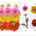 12 In 1 Pressed Flowers Fl013