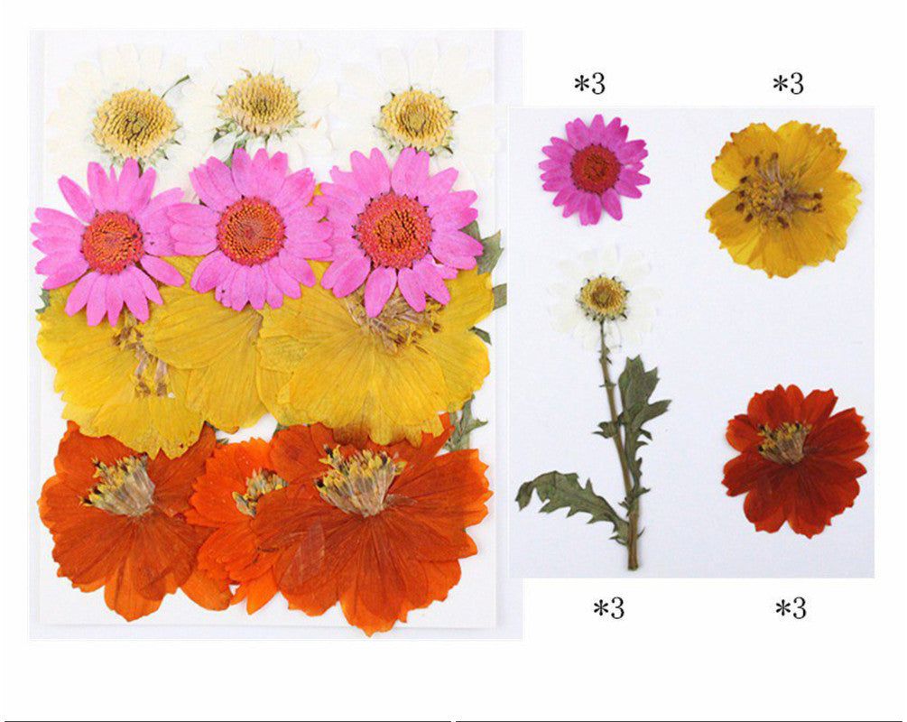 12 In 1 Pressed Flowers Fl013