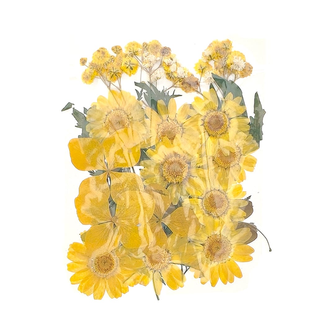 25 In 1 Pressed Flowers Fl028