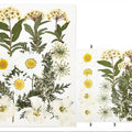 15 In 1 Pressed Flowers Fl035