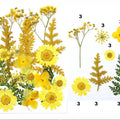 21 In 1 Pressed Flowers Fl048