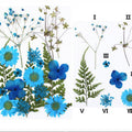 21 In 1 Pressed Flowers Fl050
