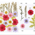 23 In 1 Pressed Flowers Fl059