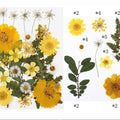 24 In 1 Pressed Flowers Fl064
