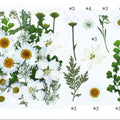 25 In 1 Pressed Flowers Fl066
